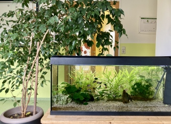 Ein Aquarium mit Wasserpflanzen und Fischen. Daneben steht ein Topf mit großer Palme. 