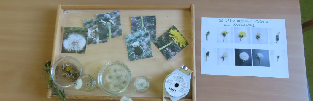 auf einem Tablett liegen Fotos mit verschiedenen Blühstadien des Löwenzahns. Mit dabei stehen Gläser mit Löwenzahnblüten gefüllt. 