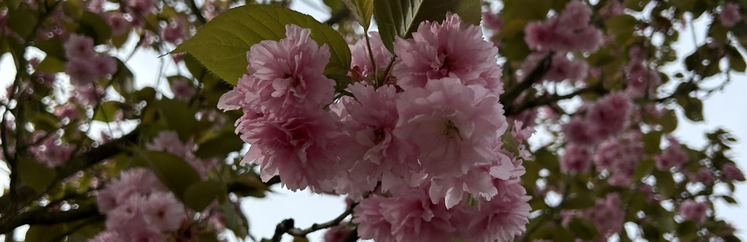Ein Zweig mit rosafarbenen Kirschblüten ist zu sehen. 