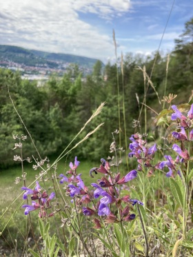 Im Vordergrund des Bildes stehen lilafarbene Blumen. Dahinter eröffnet sich vom Berg aus ein Tal mit einem verschwommenen Blick auf die Stadt Jena. 