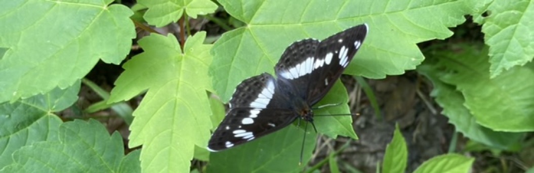 Ein Schmetterling sitzt auf grünen Blättern 