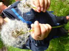 ein Kind hält eine Pusteblume vor die Kameralinse