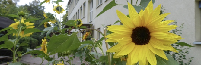 Sonnenblumen vor dem Kiga Gebäude