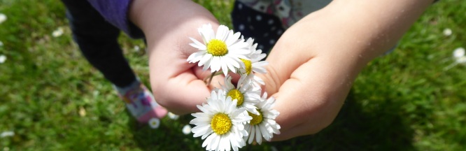 In Kinderhänden befindet sich ein kleiner Strauß mit weißen Gänseblümchen. 